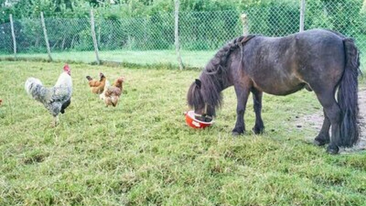 Minishetty mit Hühner Minishetty mit Hühner